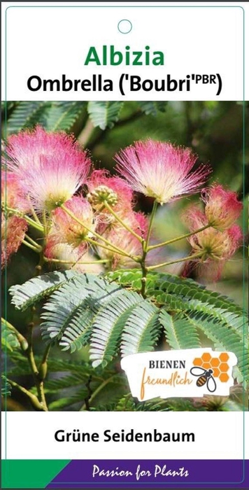 <h4>Albizia julibrissin</h4>