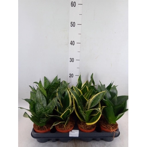 Sansevieria trifa. 'Hahnii'