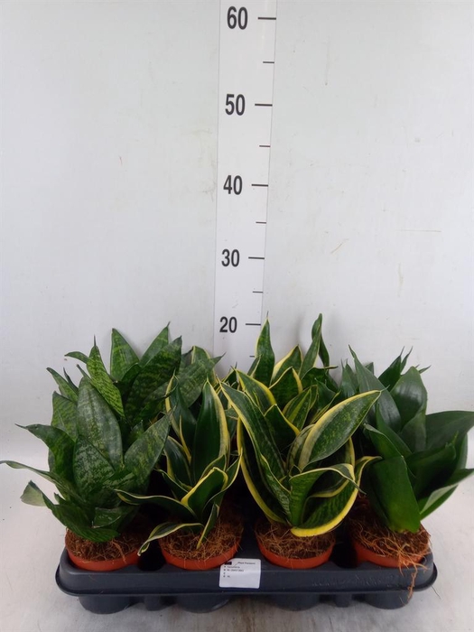 <h4>Sansevieria trifa. 'Hahnii'</h4>