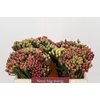 Kaaps Groen Red Brunia Small
