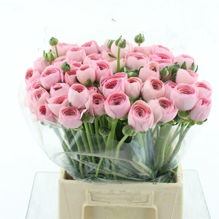 <h4>Ran Su Hanoi Pink Extra (fr)</h4>