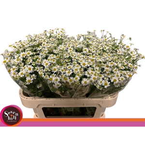 TANA PA SINGLE VEGMO