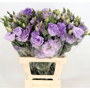 Lisianthus Du Croma Lavender