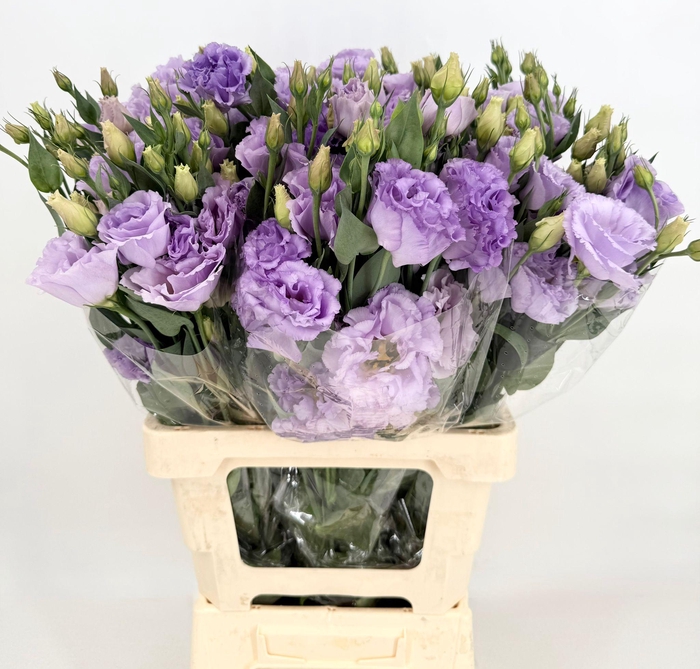 <h4>Lisianthus Du Croma Lavender</h4>