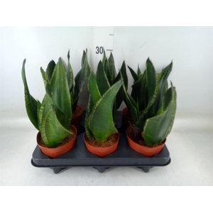 Sansevieria trifa.   ...