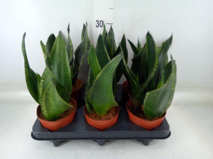 <h4>Sansevieria trifa.   ...</h4>