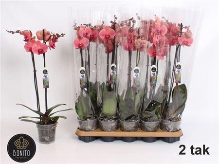 <h4>Phal An Narbonne 2 Branches 18+</h4>