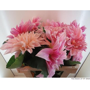 Dahlia Cafe Au Lait Baars