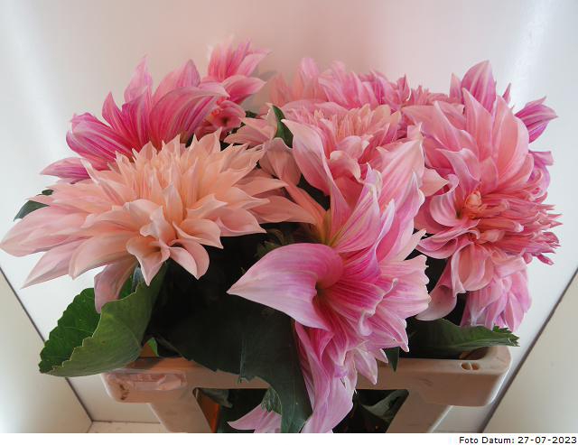 <h4>Dahlia Cafe Au Lait Baars</h4>