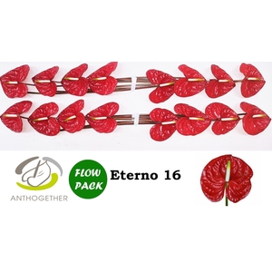 Anthurium andr. 'Eterno'