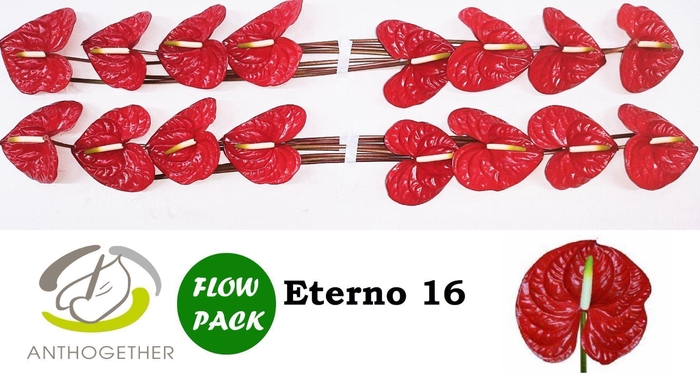 <h4>Anthurium andr. 'Eterno'</h4>
