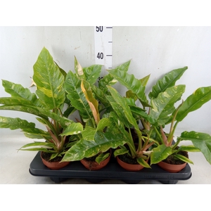 Philodendron  'Ring of Fire'