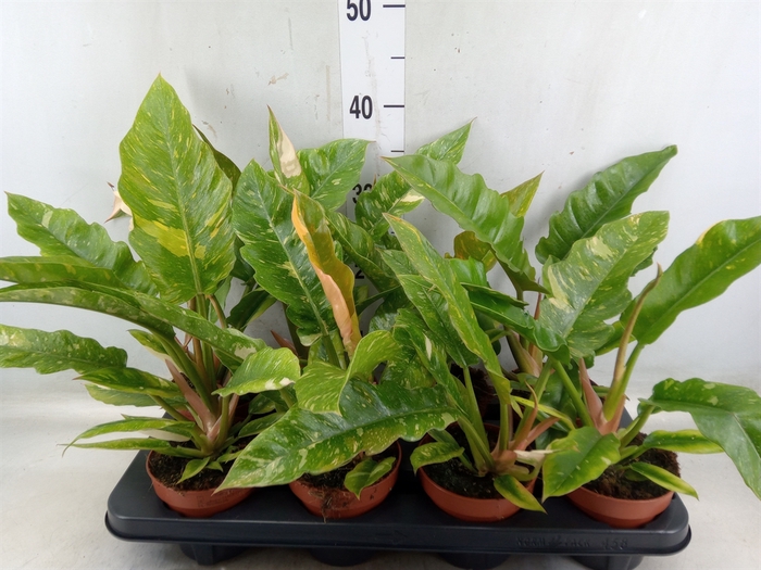 <h4>Philodendron  'Ring of Fire'</h4>