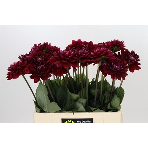 Dahlia Red Runner