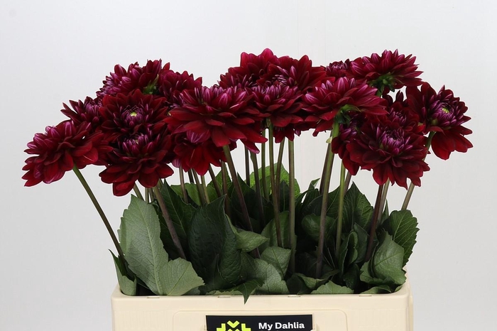 <h4>Dahlia Red Runner</h4>