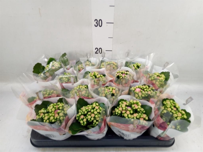 <h4>Kalanchoe blos. 'RosDon Alano'</h4>