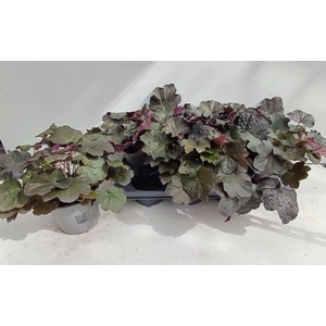 HEUCH MI PALACE PURP