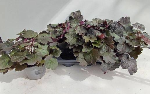 <h4>HEUCH MI PALACE PURP</h4>