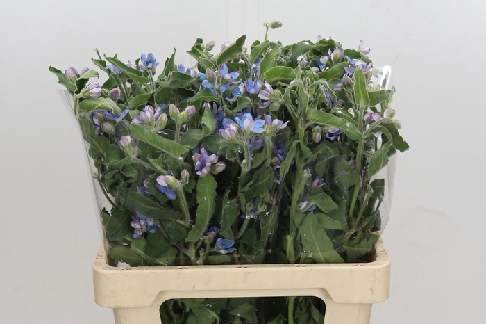 <h4>Oxypetalum Bridal Victoria</h4>