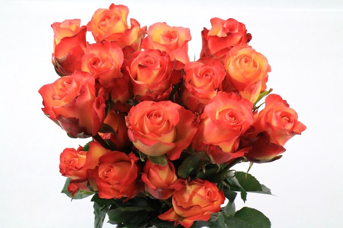 <h4>Rosa Ec Encanto</h4>