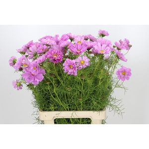 Cosmos Double Pink