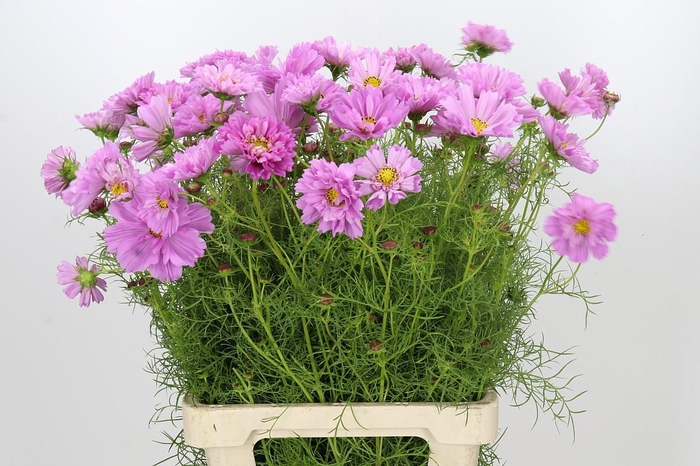 <h4>Cosmos Double Pink</h4>