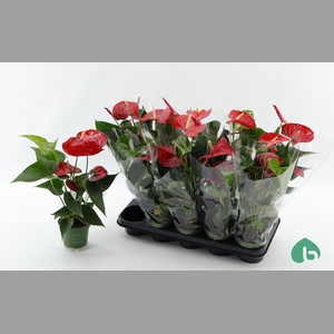 ANTHU AN ROYAL CHAMP