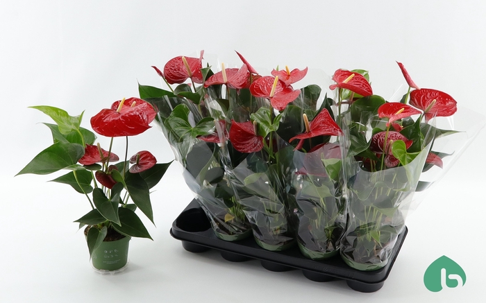 <h4>ANTHU AN ROYAL CHAMP</h4>