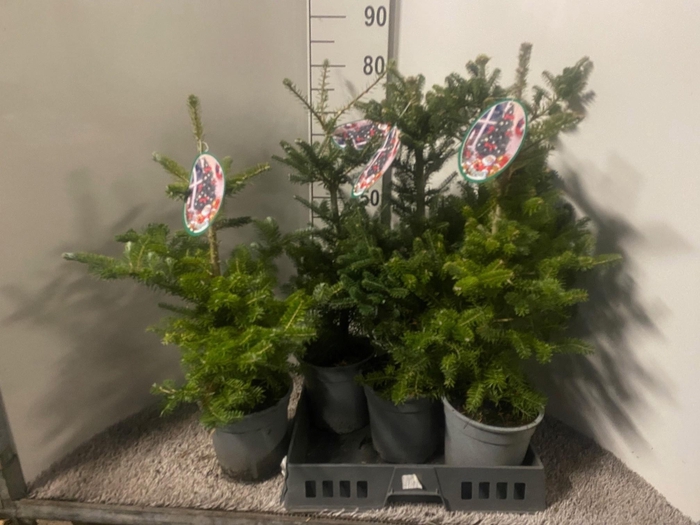 <h4>ABIES KOREANA</h4>