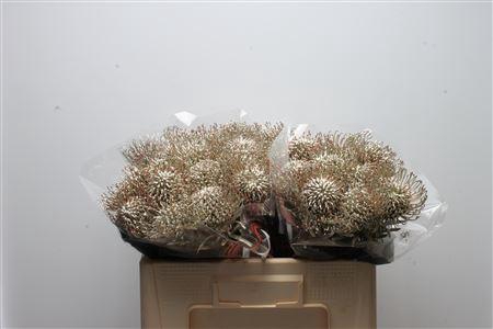 <h4>Leuco Klbh Platina</h4>