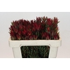 Leucadendron Blush Spray