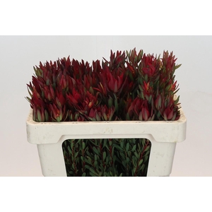 Leucadendron Blush Spray
