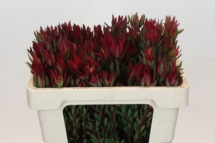 Leucadendron Blush Spray