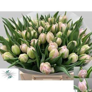 <h4>TU DU CLEAN PRICE</h4>