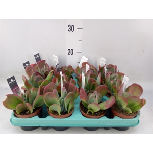 Kalanchoe NF   ...