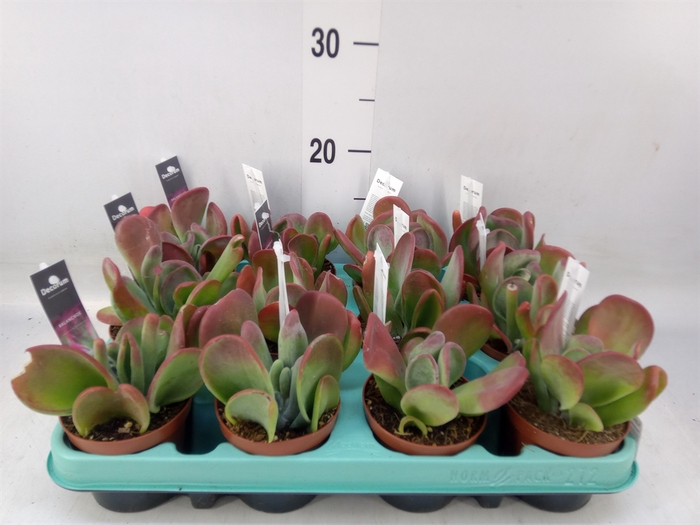 <h4>Kalanchoe NF   ...</h4>