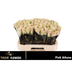 R GR PINK ATHENA