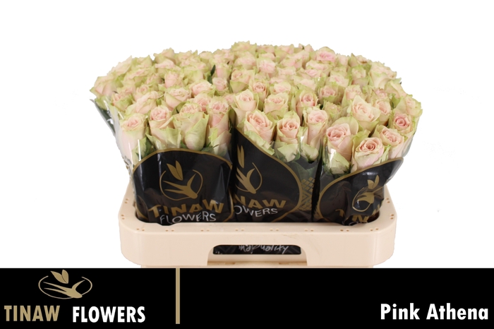 <h4>R GR PINK ATHENA</h4>