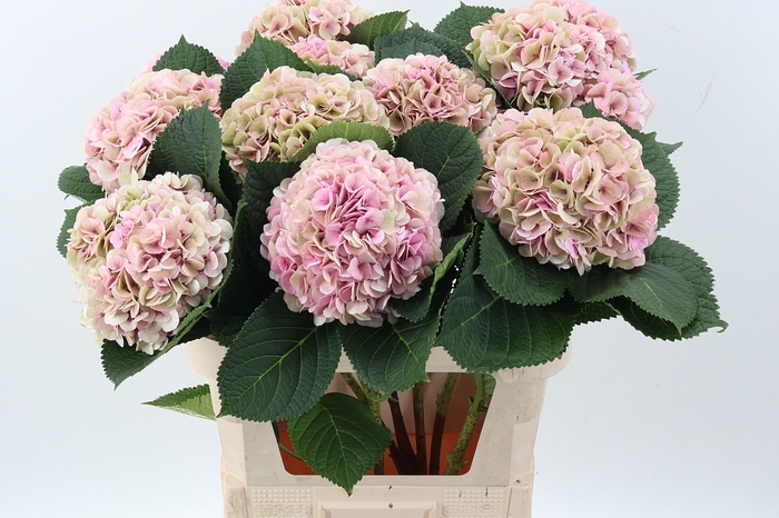 <h4>Hydr M My Vienna Cl</h4>