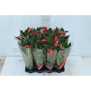 ANTHURIUM TRILLIONS RED P06