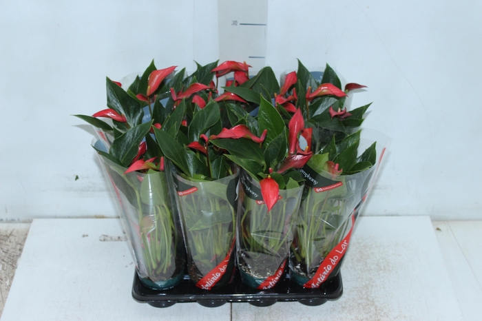 ANTHURIUM TRILLIONS RED P06