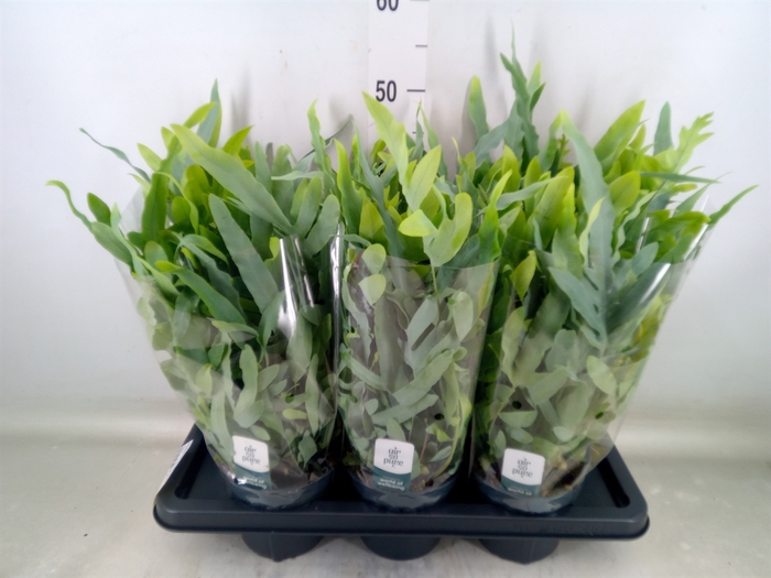 <h4>Phlebodium aureum 'Blue Star'</h4>