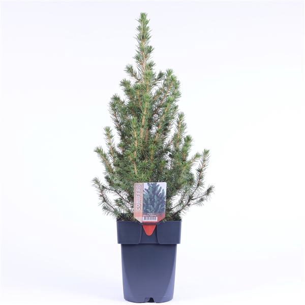 <h4>Picea glauca 'Conica' P17</h4>