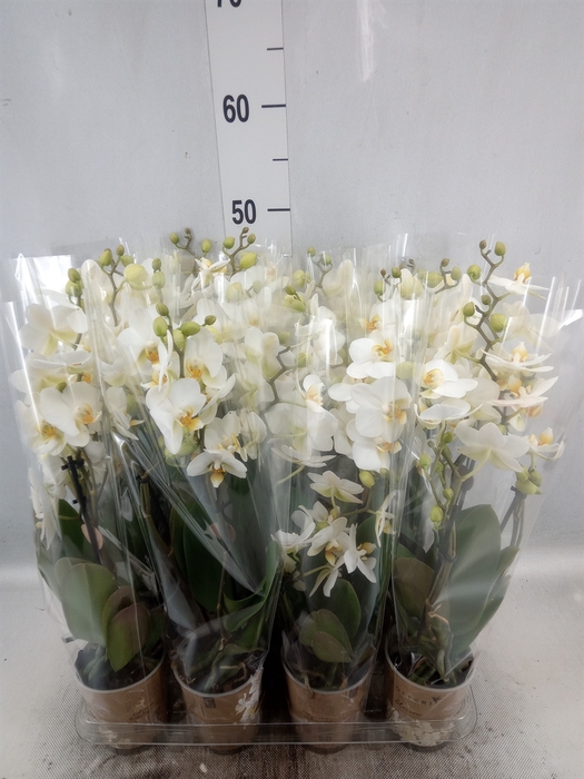 <h4>Phalaenopsis multi. 'Ant Lausanne'</h4>