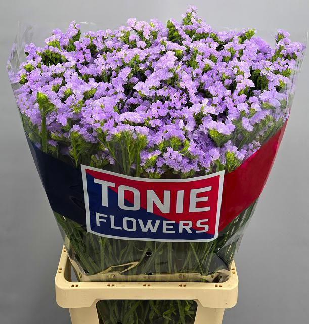 <h4>Lim S Tonie Lavender</h4>