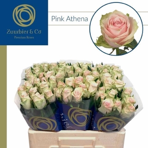 R GR PINK ATHENA