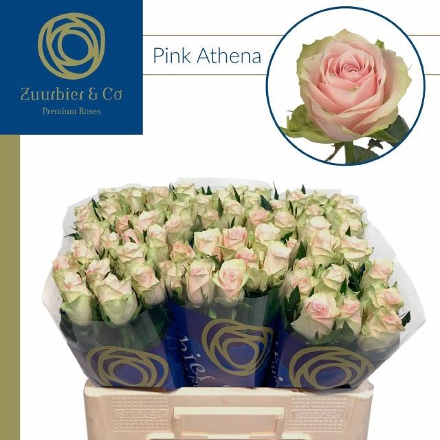 <h4>R GR PINK ATHENA</h4>