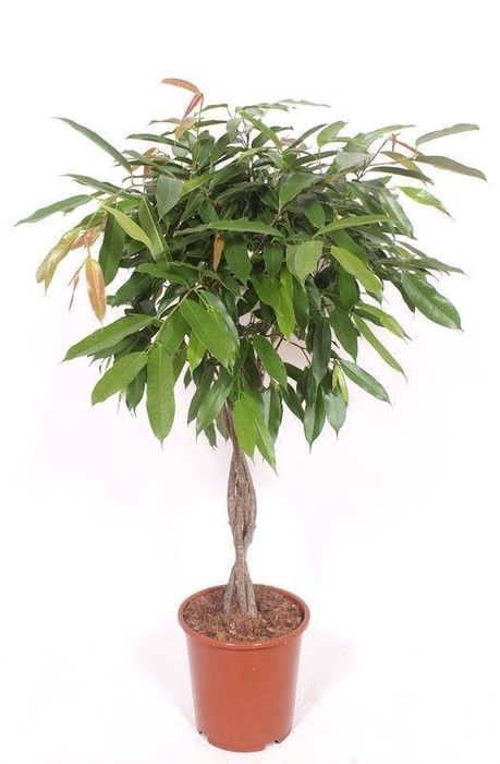 <h4>FIC BIN AMSTEL KING</h4>