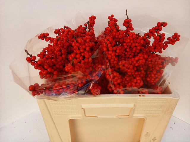 <h4>ILEX BES BRIT BUYS</h4>