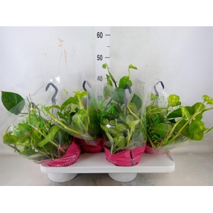 Epipremnum pinn. 'Global Green'